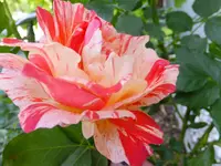 DSCF9442.webp