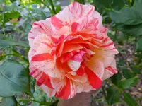 DSCF9436.webp