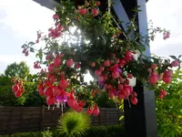 DSCF9409.webp