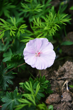 DSC_4581.webp