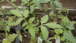 DSCF2085.webp