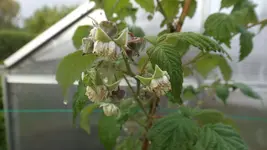 DSCF2088.webp