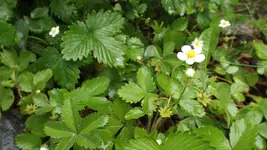 DSCF2089.webp