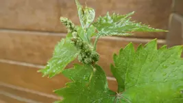 DSCF2090.webp