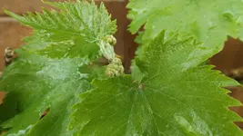 DSCF2091.webp