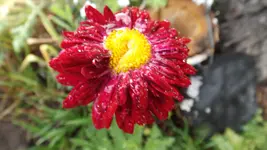 DSCF2099.webp