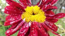 DSCF2100.webp
