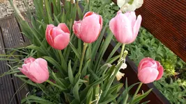 DSCF2168.webp