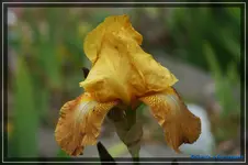 DSC03638.webp