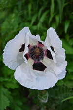 DSC_4591.webp