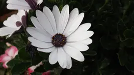 DSCF2118.webp