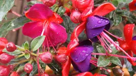 DSCF2121.webp