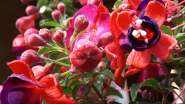 DSCF2124.webp