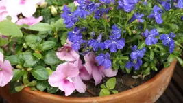 DSCF2127.webp