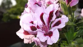 DSCF2142.webp