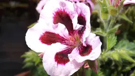 DSCF2145.webp