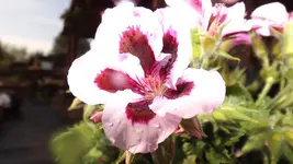 DSCF2146.webp