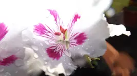 DSCF2153.webp