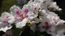 DSCF2154.webp