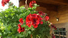 DSCF2157.webp