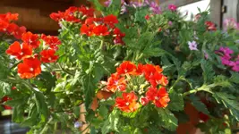 DSCF2159.webp