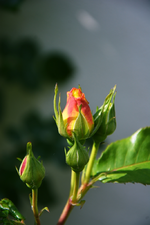 DSC_4597.webp
