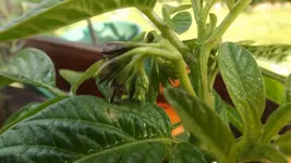 DSCF2166.webp
