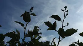 DSCF2171.webp