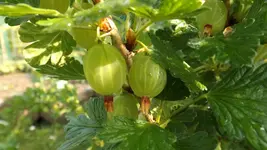 DSCF2176.webp