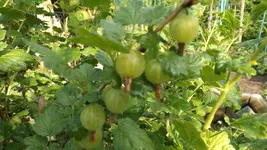 DSCF2177.webp