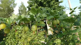 DSCF2179.webp