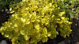 DSCF2180.webp