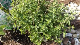 DSCF2181.webp