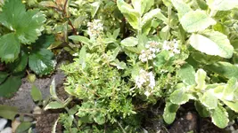 DSCF2182.webp