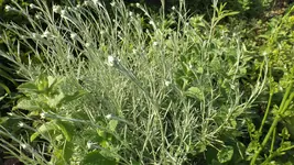 DSCF2185.webp