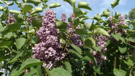 DSCF2193.webp