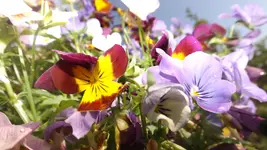 DSCF2223.webp