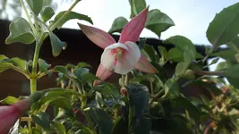 DSCF2231.webp