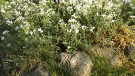 DSCF2230.webp