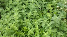 DSCF2239.webp