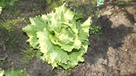 DSCF2247.webp