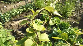 DSCF2249.webp