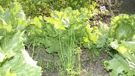 DSCF2251.webp