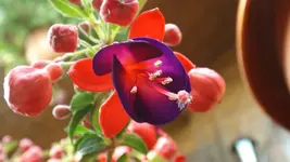 DSCF2123.webp