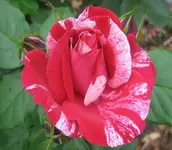 006 (6).webp