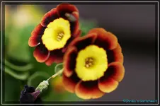 comp_DSC03635.webp