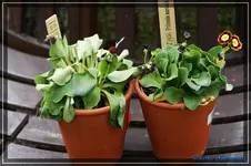 comp_DSC03636.webp