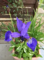 image.webp