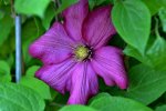 Clematis_0002.JPG