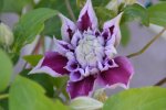 Clematis_0003.JPG